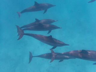 Dolphins at Egypt