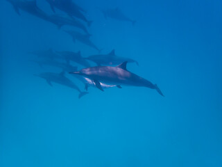 Fototapeta premium Dolphins at Egypt
