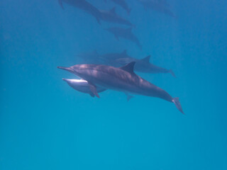 Dolphins at Egypt