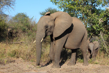 Obraz premium Afrikanischer Elefant / African elephant / Loxodonta africana