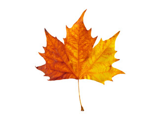 Colorful maple leaf in autumn isolated on white background. Fall season foliage texture.