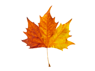 Colorful maple leaf in autumn isolated on white background. Fall season foliage texture.