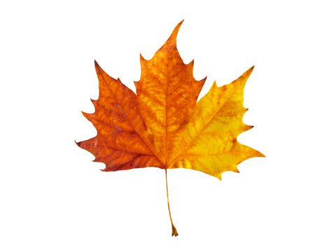 Colorful maple leaf in autumn isolated on white background. Fall season foliage texture.