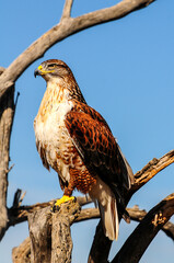Harris Hawk
