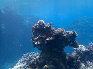 Scuba Diving in the Red Sea