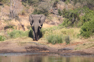 Afrikanischer Elefant und Nilkrokodil / African elephant and Nile crocodile / Loxodonta africana et Crocodylus niloticus