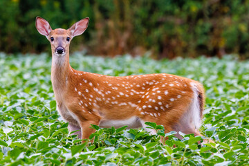 White-tailed deer (Odocoileus virginianus) fawn standing in a soybean field during summer in...