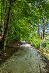 passeggiata nel bosco