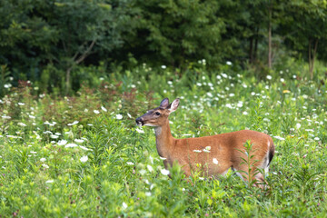 Female Deer In Profile In Field Of White Flowers