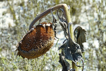 Drought in sunflower field in Italy