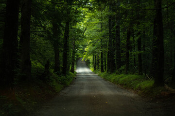 Fototapeta na wymiar Forest Road With Sun Shining In Smoky Mountains National Park
