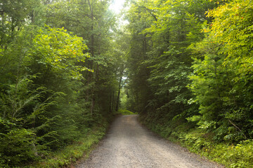Green Trees On Forest Road In Smoky Mountains