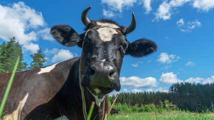 Open farm with dairy cattle on the field in countryside farm. Happy single cow on a pasture on blue sky background.
