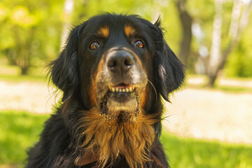 male dog hovawart gold and black funny portrait