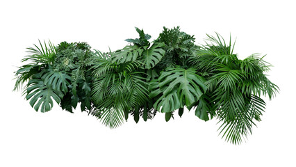 Tropical leaves foliage plant bush floral arrangement nature backdrop on transparent background - 522563475
