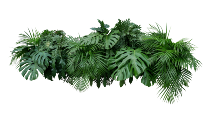 Tropical leaves foliage plant bush floral arrangement nature backdrop on transparent background