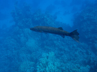 Obraz premium Scuba Diving in the Red Sea