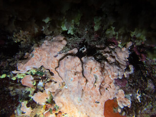 Scuba Diving in the Red Sea