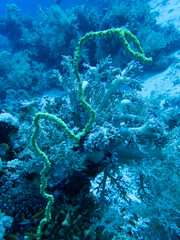 Coral Close Up