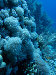 Coral Close Up