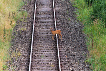 A deer crosses the railroad tracks on a railroad embankment