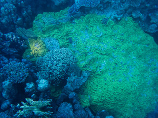 Coral garden in the red sea