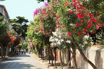  Blooming oleanders along the street of the resort village on the Princes' Islands