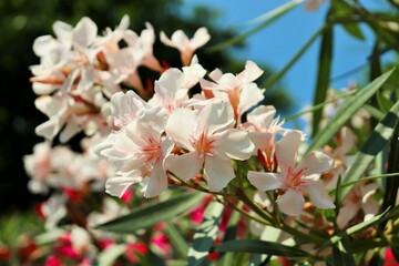 Pale pink oleander flowers on a tree branch
