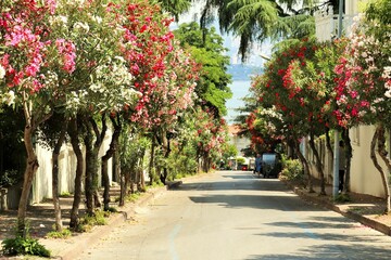 Fototapeta na wymiar Blooming oleanders along the street of the resort village on the Princes' Islands