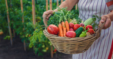 Fototapeta premium Senior woman harvesting vegetables in the garden. Selective focus.