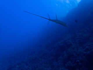 Garfish at a reef in Egypt