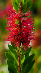 Macro de fleurs de Callistemon laevis