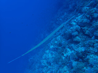 Garfish at a reef in Egypt