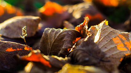 Macro de feuilles d'automne, tombée à terre