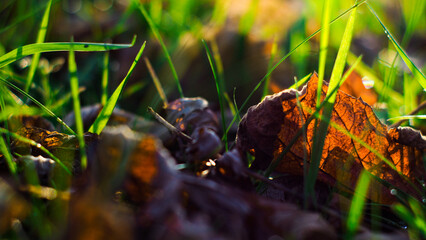 Macro de feuilles d'automne, tombée à terre