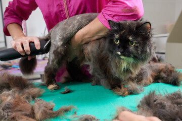 Cat grooming in pet beauty salon. Grooming master cuts and shaves a cat, cares for a cat. The vet...