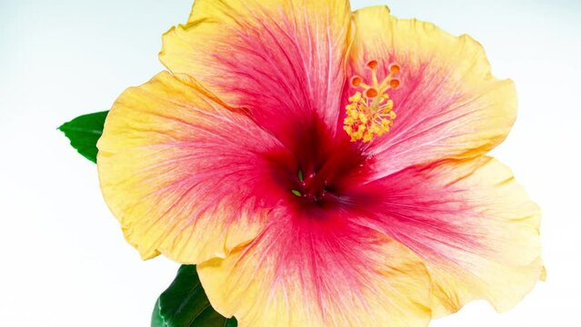 Red Hibiscus with Yellow Petals Blooming and Wilting in Time Lapse on a White Background