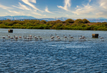 Flamingos feeding in the natural wetlands of the Samouco salt flats in Alcochete, Portugal, on a clear summer day.	