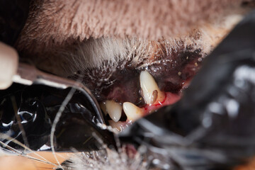 Veterinary stomatology: Cleaning teeth from plaque and stone in a 9 year old poodle Intubated under...