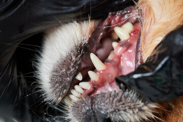 Veterinary stomatology: Cleaning teeth from plaque and stone in a 9 year old poodle Intubated under...