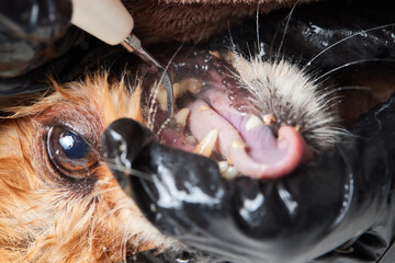 Veterinary stomatology: Cleaning teeth from plaque and stone in a 9 year old poodle Intubated under...