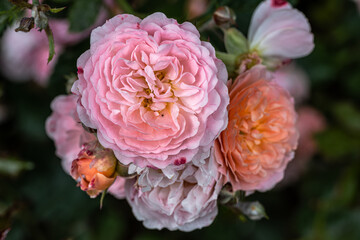 Flower of Ground Cove Rose 'Apricot Drift'