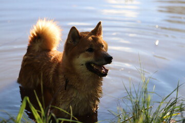 Wet doggie. A dog bathes in a pond in hot weather. Shiba inu after swimming in the lake. The happy look of a four-legged friend.