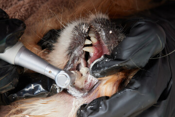 Veterinary stomatology: Cleaning teeth from plaque and stone in a 9 year old poodle Intubated under...
