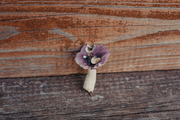 Forest mushroom on wooden background.