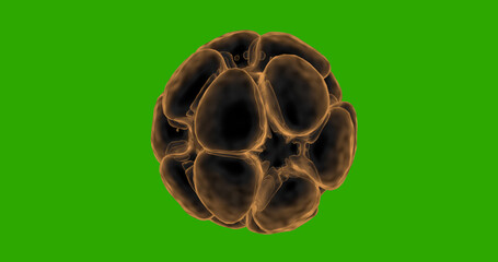 Human blastocyst Egg Embryos 3D. Fertilized eggs zygote is isolated on black.