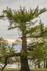 дерево на острове Ольхон
озеро байкал 