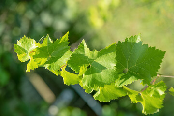 Vitis vinifera green leaves on grapevine twig on blurred sunny nature