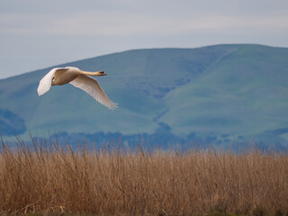Mute Swan flying over marsh wetland with hills in background