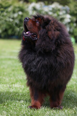 Fototapeta na wymiar Big tibetan mastiff on the grass outdoor